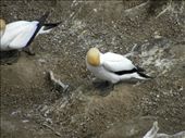 Gannets: by taylortreks, Views[332]