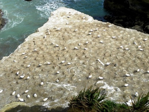 Gannets Galore!