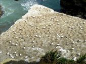 Gannets Galore!: by taylortreks, Views[289]