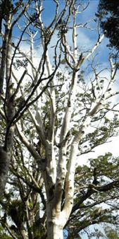 This is what a Kauri tree looks like after being infected with Kauri dieback disease.: by taylortreks, Views[197]