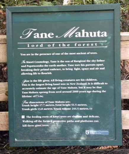 Trunk height: 17.7 meters (58 feet)
Total height: 51.5 meters (169 feet)
Trunk girth: 13.8 meters (45 feet)
That's BIG!!