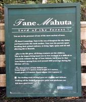 Trunk height: 17.7 meters (58 feet)
Total height: 51.5 meters (169 feet)
Trunk girth: 13.8 meters (45 feet)
That's BIG!!: by taylortreks, Views[261]