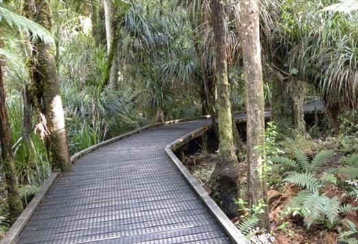 Raised sidewalks keep our feet away from gentle roots.