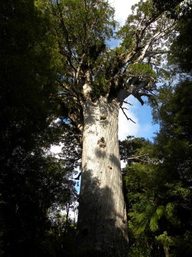 Tane Mahuta in all its glory.