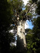 Tane Mahuta in all its glory.: by taylortreks, Views[178]