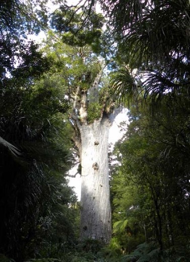 More Tane Mahuta.