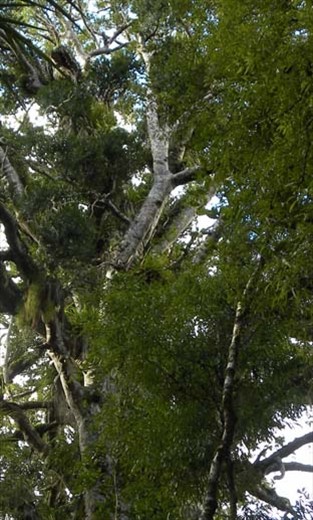 How many different types of plants can you see up there?