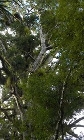 How many different types of plants can you see up there?: by taylortreks, Views[261]