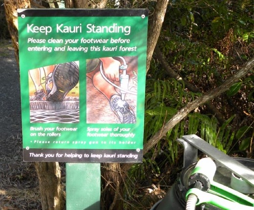 Gotta keep those shoes clean to keep from killing the Kauri trees.