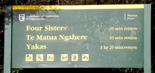 Welcome to Waipoua Forest!