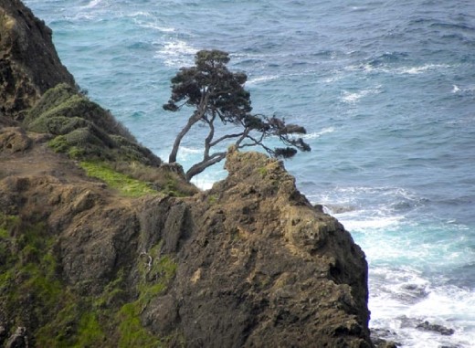 Some of the landscape around Cape Reinga is stark, but still beautiful.