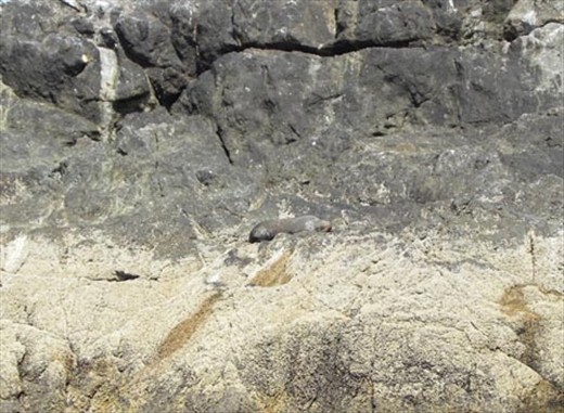 Bay of Islands Sea Lion