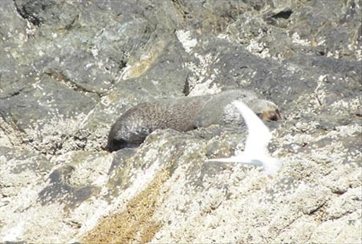 Bay of Islands Sea Lion