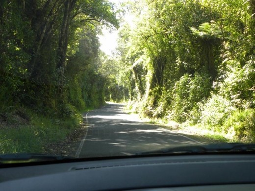 On the tree-covered road, it's impossible to tell you're heading straight for a mountain!