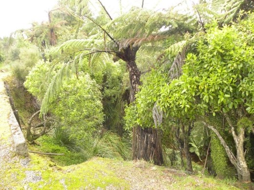 This is what all the NZ rain creates.. a rainforest!