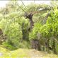 This is what all the NZ rain creates.. a rainforest! Views[99]