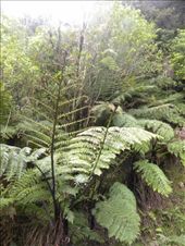 These ferns look almost prehistoric, too.: by taylortreks, Views[164]