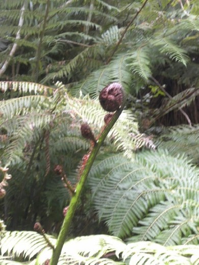 The koru, which is often used in Māori art as a symbol of creation, is based on the shape of an unfurling fern frond. Its circular shape conveys the idea of perpetual movement, and its inward coil suggests a return to the point of origin. The koru therefore symbolises the way in which life both changes and stays the same.