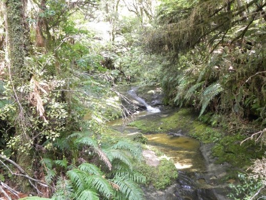 It's a peaceful jungle.