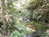 It's a peaceful jungle.: by taylortreks, Views[214]
