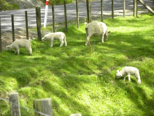 Lots of cute sheep!