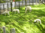Lots of cute sheep!: by taylortreks, Views[232]