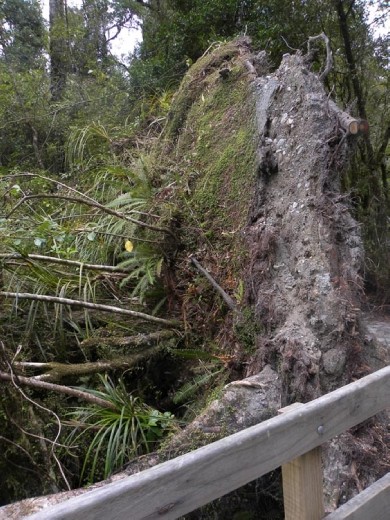 Trees have been uprooted with lots a rain and lots of wind!
