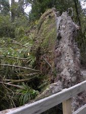 Trees have been uprooted with lots a rain and lots of wind!: by taylortreks, Views[161]