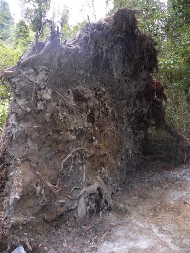 Up close and personal with the roots.