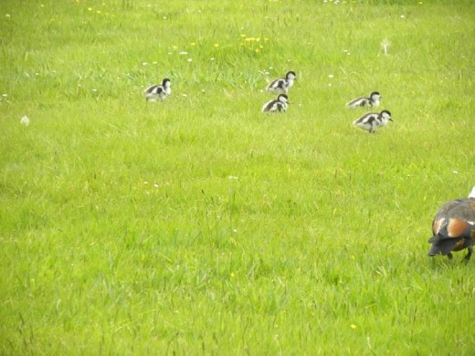Little duckies heading to the lake for a swim.