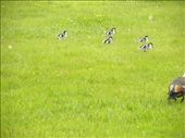 Little duckies heading to the lake for a swim.: by taylortreks, Views[185]
