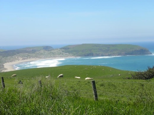 Sheep and surf. I wonder if that's a dish that will catch on?