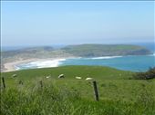 Sheep and surf. I wonder if that's a dish that will catch on?: by taylortreks, Views[231]
