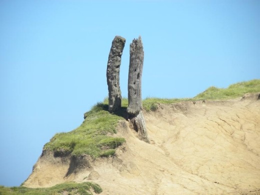 We have no idea why these were planted in the ground. Before they deteriorated...
