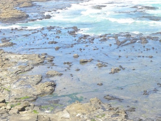 These won't be good for firewood...