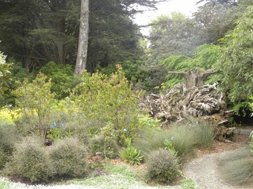 Those are some gnarly roots!