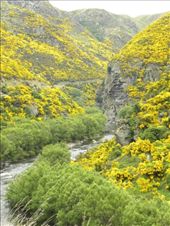 Yellow flowers everywhere!: by taylortreks, Views[219]