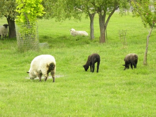White sheep and black lambs. How does THAT work?