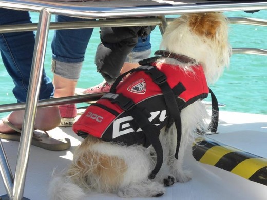 On board our dolphin cruise, we met Murphy, the safety dog. He's also very good at spotting dolphins and other wildlife. He would run to the side of the boat and bark at the dolphins, penguins or seals. He's remarkably good!