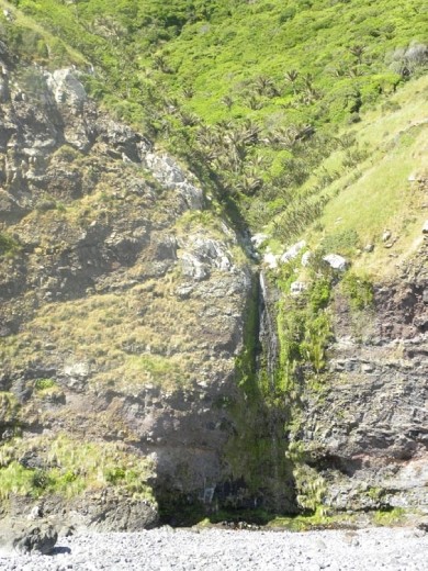 The southernmost stand of native NZ palm trees.