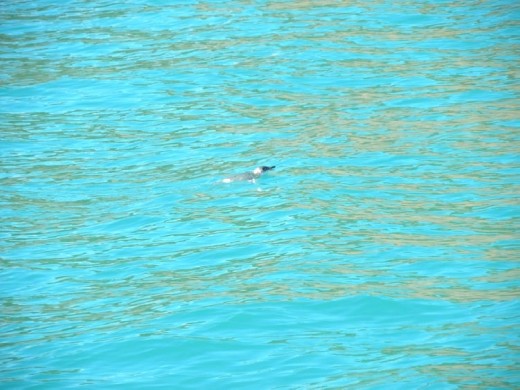 It didn't take long to make our first wildlife sighting - a tiny blue penguin.