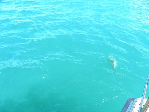 This Hector's dolphin was teasing us!