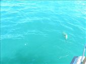 This Hector's dolphin was teasing us!: by taylortreks, Views[163]