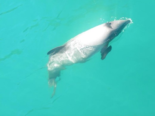 Here's a good photo of a Hector's dolphin. They're the smallest dolphin in the world. And they're only found in NZ, which is why they're sometimes called the New Zealand dolphin.