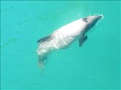 Here's a good photo of a Hector's dolphin. They're the smallest dolphin in the world. And they're only found in NZ, which is why they're sometimes called the New Zealand dolphin.: by taylortreks, Views[245]