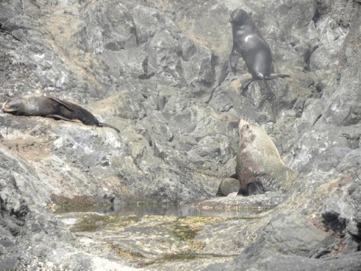 In a little cove we found seals sunning themselves.