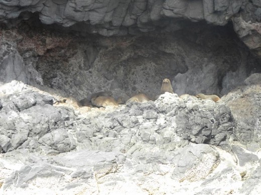 This female is the sentinel while the rest of the gang takes a long afternoon nap in the sun.