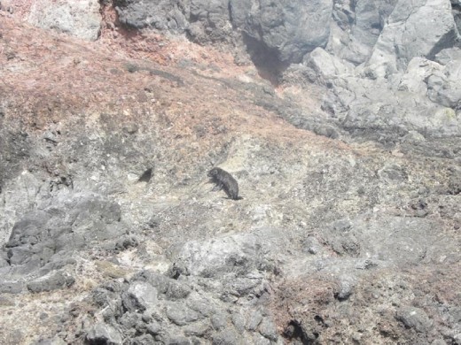 A cute seal pup struggles up the hill to get away from the noise of the boat. They can scream loudly when they're not happy!