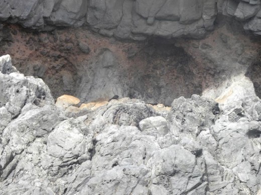 This little guy found a quiet place and didn't notice us.