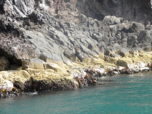 You wouldn't think a bull this big could move that fast. He CAN!